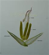  Upper Floret